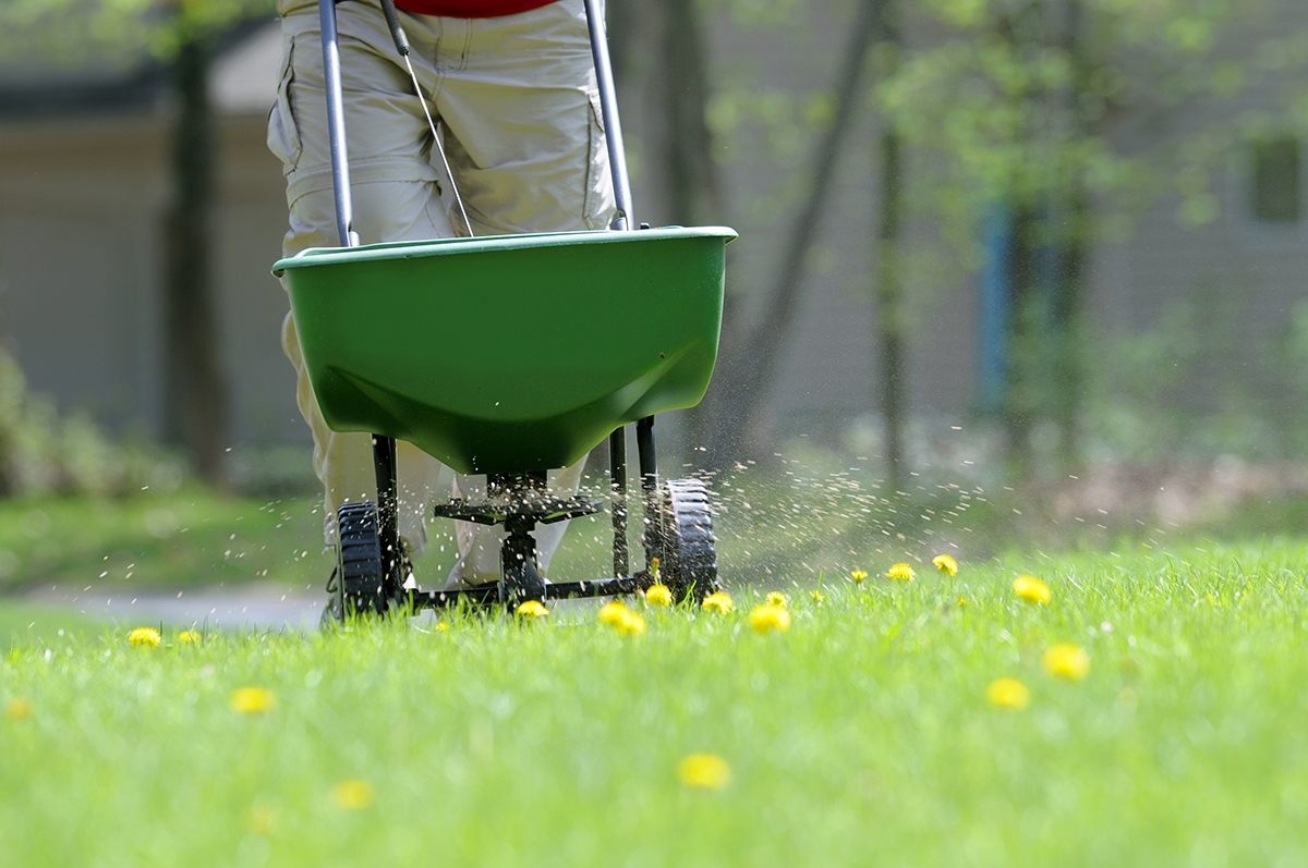 fertilizing lawnjpg
